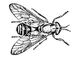 ����������� Chrysops caecutiens. ������������.