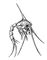���� ����� �� ���� Rhithropanopeus. ����.