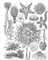 ���. 1. ����������� ���������. ������� �����: 1 � Metacrinus rotundus, 2 � Heliometra glacialis; ������� �����: 3 � Astropecten auranciacus, 4 � Acanthaster planci, 6 � Culcita coriacea; ������: 5 � Ophiura sarsi, 7 � Ophiacantha truncata, 8 � Asteronix loveni, 9 � Gorgonocephalus arcticus; ������� ���: 10 � Echinosigra paradoxa, 11 � Heterocentrotus mammillatus, 12 � Rotula augusti, 13 � Spatangus purpureus; ���������: 14 � Cucumaria frondosa, 15 � Leptosynapta inhaerens, 16 � Pelagothuria natatrix. ���������.