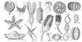 ���. 7. ���������� ���������. �� ������ Carpoidea: 1 � Trochocystites bohemicus (�������), 2 � Cothurnocystis elizae (�������); �� ������ Eocrinoidea: 3 � Rhipidocystis baltica (�������), 4 � Bockia neglecta (�������); �� ������ Edrioasteroidea: 5 � Cyathocystis plautinae (�������), 6 � Lepidodiscus ephraemovianus (�����); �� ������ Echinodea: 7 � Tetracidaris (������ ���); �� ������ Asteroidea: 8 � Macroporaster matutinus (�������); �� ������ Ophiocistia: 9 � Volchovia mobilis (�������); �� ������ Ophuroidea: 10 � Bundenbachia beneckei (������ �����); �� ������ Crinoidea: 11 � Cyathocrinus (�����������), 12 �Embryocrinus hanieli (�����), 13 � Platycrinus symmetricus (������); �� ������ Blastoidea: 14 � Anthoblastus brouweri (�����); �� ������ Cystoidea: 15 � Pleurocystis filitextus (�������), 16 � Aristocystis bohemicus (�������), 17 � Dactylocystis schmidti (�������). ���������.