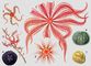 1 � Brisinga endecacnemos; ������: 2 � Ophiopholis aculeata, 3 � Asteroschema inornatum �� ����� �������� �������; ������� ���: 4 � ������� �� Echinarachnius parma, 5 � Stylocidaris affinis, 6 � ������������ �� Strongylocentrotus droebachiensis, 7 � ������������ �� Brisaster townsendi. ���������.