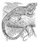 ������ (Iguana iguana). ������.