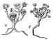 ����������� ���� (Odontospermum pygmaeum): � � � ����������, � � � ��������� ����������. ����������� ����.