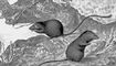 ���. 1a. ������ ���������� ������� � ����� Perognathus, ������� �� ������ ����. ������������.