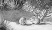 ���. 1�. ����� ���������� ������� � ����� Perognathus, ������� �� ������. ������������.