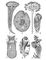 ���. 2. ���������: 1 � ������ (Stentor polymorphus); 2 � ���������� (Balantidium coli); 3 � Opercularia plicatilis; 4 � Stylonychia mytilus; 5 � Codonella cratera; 6 � Ophryoscolex caudatus; 7 � Spirochona elegantula (� ������). ���������.