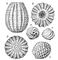 ���. 3. �������������� ������� ������� ���������� Sycidium (�, �, �, �) � Trochiliscus (�, �) �� ��������� ��������� ������������� �������. ���������� ��������.