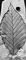 ���. 5�. ��������� �������: ��� Fagus orientalis �� ���������� ��������� ��������� ��������. ���������� ��������.
