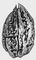 ���. 10� � ����������������� ����� ���� Juglans cinerea �� ����������� ���������. ���������� ��������.