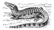 ������������ ������ (Caiman crocodilius). �������.