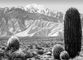 ���������� ������������ (Ferocactus acanthodes) � ����������. ����������.