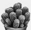 �������. Mammillaria wildii. ����������.
