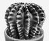 �������. Echinopsis eyriesii. ����������.