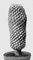 �������. Neochilenia sp. ����������.