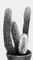 �������. Cleistocactus strausii. ����������.