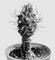 �������. Turbinicarpus macrochele. ����������.