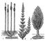 ������������� ��� �������� ���� Calamites: 1 � Stylocalamites � ����������� �������; 2 � Calamitina � ������� � ��������� ������ ������ �� ��������� �����, ����� ����������� ����������; 3 � Eucalamites � ������� � ������� �� ������ ����. �����������.