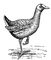 ��������� (Gallinula chloropus). ���������.