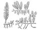 ��������: 1 � Caulerpa Jonderii; 2 � �. crassifolia; 3 � �. macrodisca. ��������.