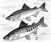 ���� (�����): 1 � �� ����� ����� � ����; 2 � �� ����� ����������� (������). ���� (���� ���� �������).