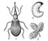 ��������� ���������� Apion apricans: 1 � ���; 2 � ��� �������; 3 � ���� �������, ������������ �����. ��������� �����������.