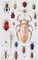 1 � ������� (Mictis sp.); 2 � ������������ ������ (Aelia acuminata); 3 � ��������� ������ (Graphosoma lineatum); 4 � ������ ��������� ������ (Palomena prasina); 5 � ��������� Dysodius lunatus; 6 � ������ (Notonecta glauca); 7 � ������ Rhynocoris iracundus; 8 � ������ Catacanthus incarnatus; 9 � ���������� ���� (Cimex lectularius); 10 � ����������� ������� (Sigara striata); 11 � ������� (Ranatra linearis); 12 � ������� ��������� (Halobates); 13 � ������ Philia senator; 14 � ������� ���� Lethocerus deyrollei; 15 � ������ Chrysocoris sellatus; 16 � ������� Camptopus laterals; 17 � �������� (Lygaeus sp.); 18 � ������� �������� (Nepa cinerea); 19 � ��������� ����������, ��� ����-�������� (Pyrrhocoris asterus). �����.