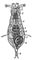 ���. 1. ���������� Notommata copeus (��������): 1 � ����; 2 � ������� �����; 3 � ������; 4 � �������; 5 � �������; 6 � �������������; 7 � ������; 8 � ����; 9 � ����. ����������.