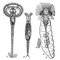 ���. 2. ����������: 1 � Ptygura cephaloceros grande; 2 � Rotaria rotatoria; 3 � Collotheca trilobata: a � �����, � � �����. ����������.