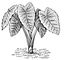 ���� (Colocasia esculenta). ���������.