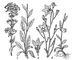 �����������: 1 � ��������� (�. glomerata); 2 � ����������� (�. patula); � � ������ (���������� ������). �����������.