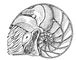 �������� Nautilus pompilius (�������� ��������� �����). ���������.