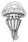 �������� Rhizostoma pu<span style='font-family: