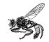 Ктырь Laphria gibbosa. Ктыри.
