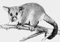 Кузу (Trichosurus vulpecula). Кузу.