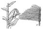 Рис. 2. Кукуруза: 1 — часть растения с початком; 2 — початок без обёртки. Кукуруза.
