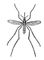 . 2.  Culex pipiens, . .