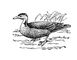Лапчатоног Heliornis fulica. Лапчатоноги.
