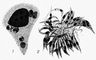 Leishmania donovani: 1        ; 2     . .