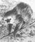   (Choloepus didactylus). .