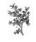 Участок колонии Bougainvillia с полипами и медузами; а — полипы; б — медузы. Лептолиды.