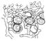 . 1.   Cladonia furcata (),   . .
