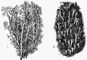 1   ,   (Cladonia rangiferina); 2    (C. fimbriata). .