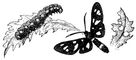  Syntomis phegea:   ;   . .