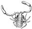  Chelifer cancroides. .