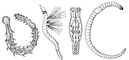 Малощетинковые черви: 1 Aeolosoma hemprichi (цепочка особей, образовавшаяся в результате бесполого размножения); 2 Ripistes parasita (свободноживущий лимнический вид); 3 Chaetogaster diaphanus; 4 Lumbricillus lineatus. Малощетинковые черви.