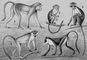 Мартышки: 1 — гусар, 2 — карликовая, 3 — голуболицая, 4 — зеленая, 5 — диана. Мартышки (род обезьян).