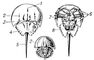  ( Limulus):     (  );     (  );   ; 1   ; 2   ; 3   ; 4   ; 5   ; 6   ; 7   ; 8   ,  . .
