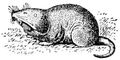  (Geomys bursarius).  .
