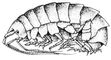  Stylomysis grandis. .