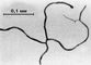 .    mycoides (    ). .